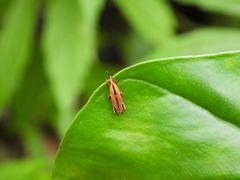 Sphenocorynes kosempoensis