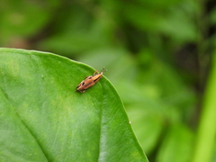 Sphenocorynes kosempoensis