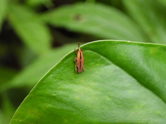 Sphenocorynes kosempoensis