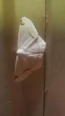 Sericoptera