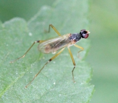 Neria commutata