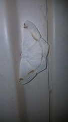 Sericoptera