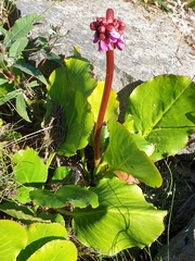 Bergenia