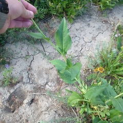 Rudbeckia occidentalis