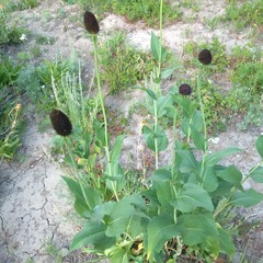 Rudbeckia occidentalis