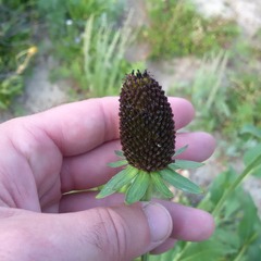 Rudbeckia occidentalis