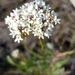Conospermum longifolium - Photo (c) Dion Maple, algunos derechos reservados (CC BY-NC), subido por Dion Maple