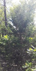 Juniperus