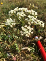 Pimpinella