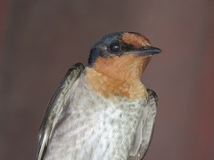Hirundo tahitica