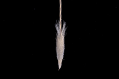 Austrostipa blackii