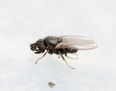 Phyllomyza