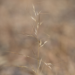 Austrostipa blackii