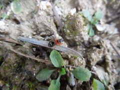 Prostemma hilgendorffi