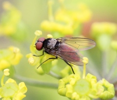 Azelia trigonica