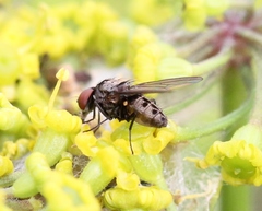 Azelia trigonica
