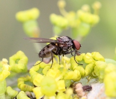 Azelia trigonica
