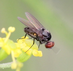 Azelia trigonica