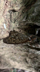 Neope goschkevitschii