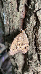 Neope goschkevitschii