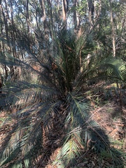 Macrozamia communis