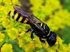 Ectemnius lituratus