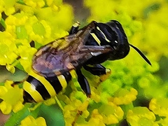 Ectemnius lituratus