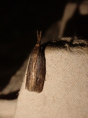 Chilo phragmitella
