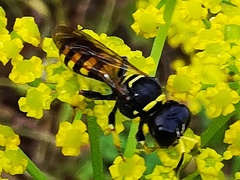 Ectemnius lituratus