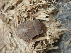 Sciocoris homalonotus