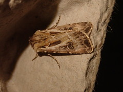 Agrotis vestigialis