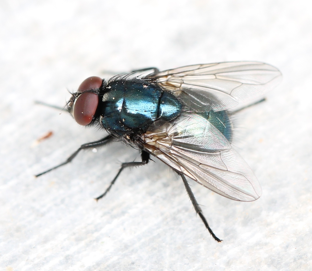 Eudasyphora cyanicolor