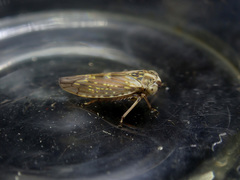 Idiocerus herrichii
