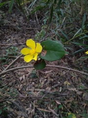 Hibbertia dentata