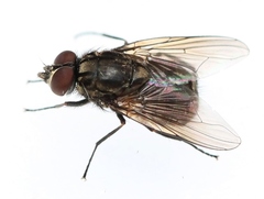 Haematobosca stimulans