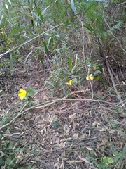 Hibbertia dentata