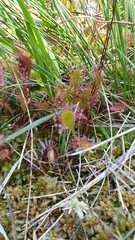 Drosera × obovata