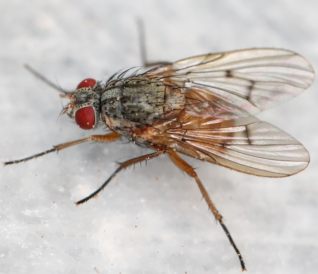 Helina abdominalis