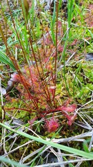 Drosera × obovata