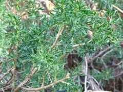 Adenocarpus hispanicus