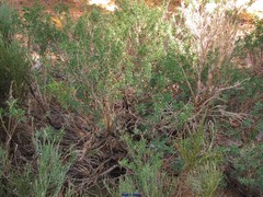 Adenocarpus hispanicus