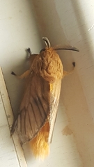 Thoscora