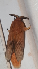 Thoscora