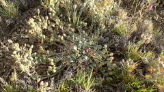 Physaria peninsularis