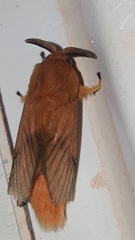 Thoscora
