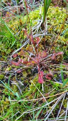 Drosera × obovata