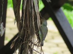 Anthreptes malacensis