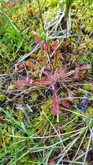 Drosera × obovata