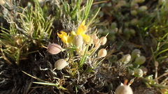 Physaria peninsularis