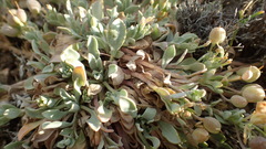 Physaria peninsularis